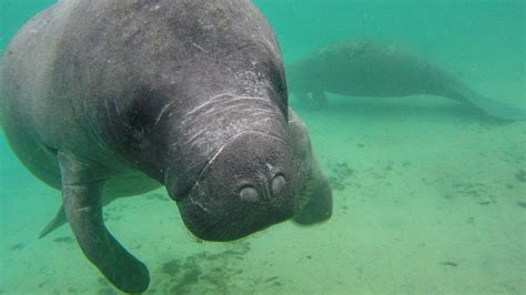 manatee tour daytona beach|daytona beach swim with dolphins.